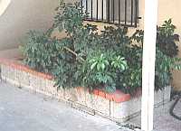 3106 Bagley Courtyard Planter under stair