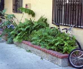 Court Yard Ferns